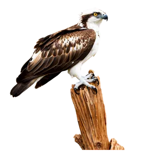 Osprey Perched On Branch Png 06292024 PNG image