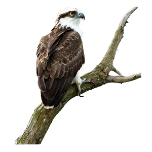 Osprey Perched On Branch Png Ima PNG image