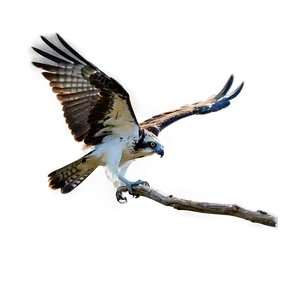 Osprey Silhouette At Dawn PNG 06292024
