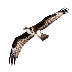 Osprey Silhouette At Dawn PNG Dni