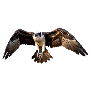 Osprey Silhouette At Dawn PNG Fpa30 PNG