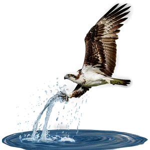 Osprey Splashing Into Water PNG 68