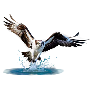 Osprey Splashing Into Water PNG Eyj1 PNG