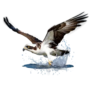 Osprey Splashing Into Water PNG Ska