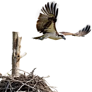 Osprey Taking Off From Nest PNG 14 PNG