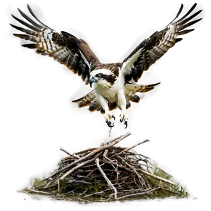 Osprey Taking Off From Nest Png 45 PNG image