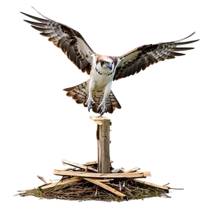 Osprey Taking Off From Nest PNG Kkt PNG