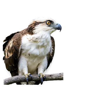 Osprey Watching From Above PNG Aba PNG