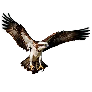 Osprey With Extended Wings PNG 06292024