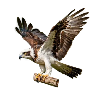 Osprey With Extended Wings PNG Biy76