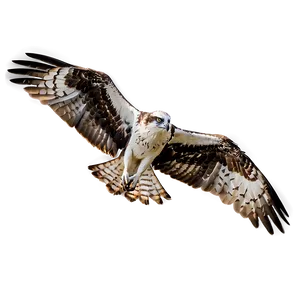 Osprey With Extended Wings PNG Xjr17