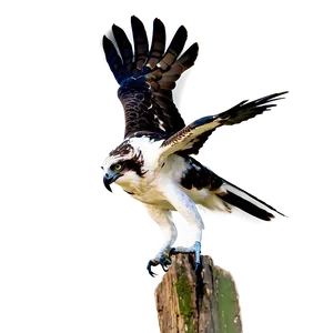 Osprey With Fish In Talons PNG 61