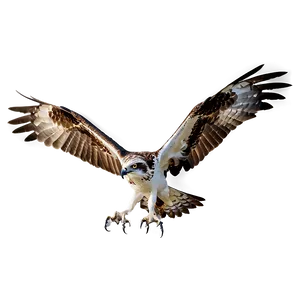 Osprey With Wings Spread Png 06292024 PNG image