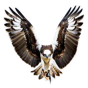 Osprey With Wings Spread Png 06292024 PNG image