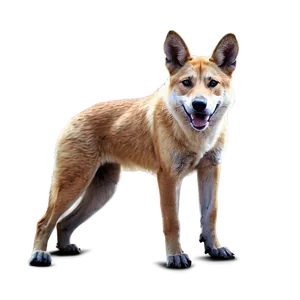 Outback Dingo Image Png 06202024 PNG image