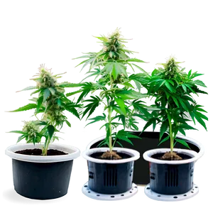 Outdoor Cannabis Farm Png Yia PNG image