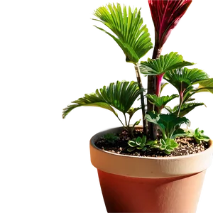 Outdoor Garden Potted Plants Png Yjp76 PNG image