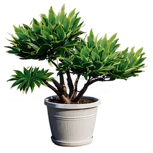 Outdoor Plant PNG 35