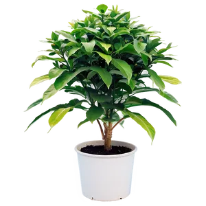 Outdoor Plant PNG Qbd