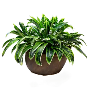 Outdoor Plants Png 05042024 PNG image