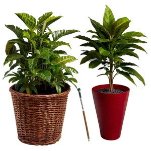 Outdoor Plants Png 05042024 PNG image