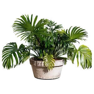 Outdoor Plants Png 21 PNG image