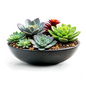 Outdoor Succulent Arrangements Png 78 PNG image