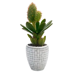 Outdoor Succulent Arrangements Png Ggi PNG image