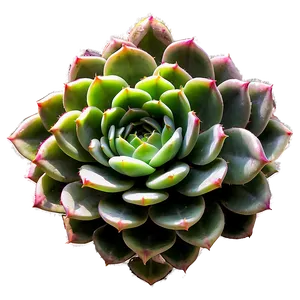 Outdoor Succulent PNG 05242024