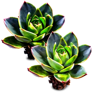 Outdoor Succulent PNG 24