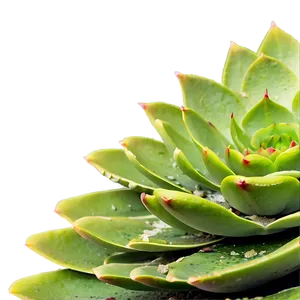 Outdoor Succulent PNG 72