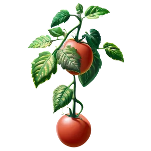 Outdoor Tomato Plant PNG 06212024
