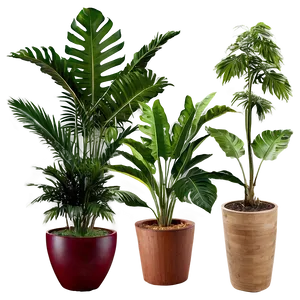 Outdoor Tropical Plants Png 06252024 PNG image