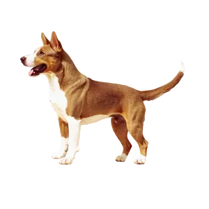 Outline Of Dogs PNG 05242024