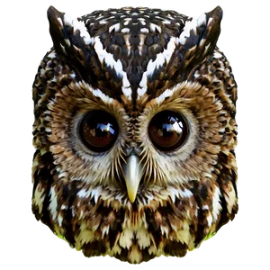 Owl Beak Png Nnw77 PNG image