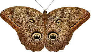 Owl Eyed Butterfly Spread Wings