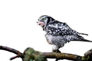 Owl Feedingon Prey PNG image
