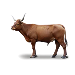 Ox A PNG image