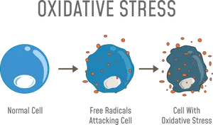 Oxidative Stress Cellular Damage Process PNG