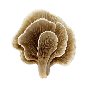Oyster Mushrooms PNG 39