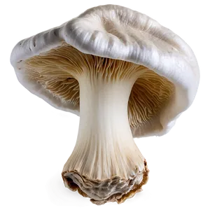 Oyster Mushrooms Png Isx PNG image