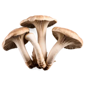 Oyster Mushrooms PNG Pkk99