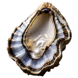 Oyster Shell With Pearl Png 99 PNG image