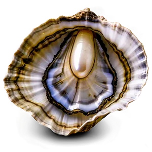 Oyster Shell With Pearl Png Hkc PNG image