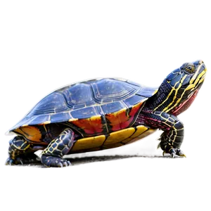 Painted Turtle Basking PNG 06242024