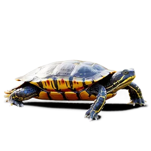 Painted Turtle Basking PNG 59