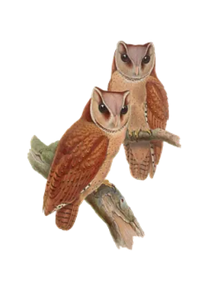 Pairof Owlson Branch