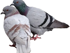 Pairof Pigeons Perching Together PNG image