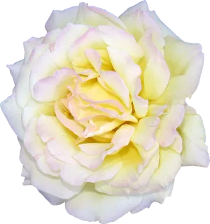 Pale Yellow Rose Isolated Background.png