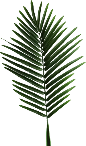 Palm Frond Isolatedon Black PNG image